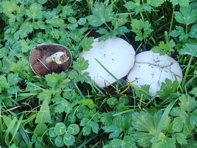 Agaricus campestris,im Gras.JPG