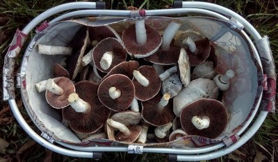 Agaricus campestris,Ernte.jpg