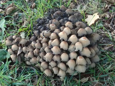 Coprinellus micaceus, 1 Tag alt.JPG