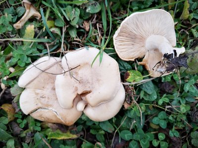 Lepista ricekii cf. Trautmannsdorf - Schafweide