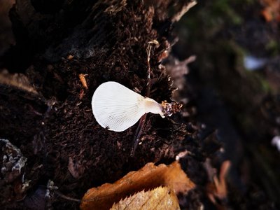 Hohenbuehelia cf. auriscalpium