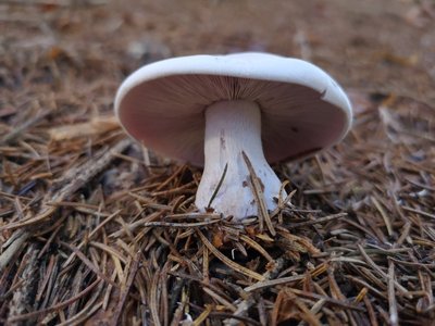 Lepista glaucocana Oedt Pfarrwald