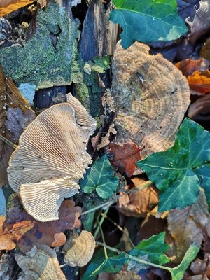 Trametes betulina Hammerwirt Oedt