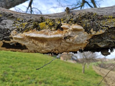 Tramete auf Apfelbaum