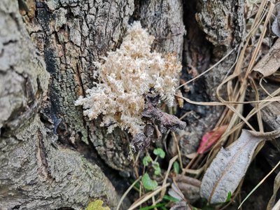 Hericium coralloides auf Apfelbaum