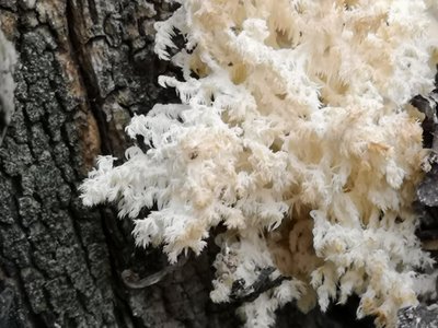 Hericium coralloides in Trautmannsdorf