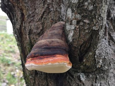 Fomitopsis pinicola auf Zwetschke