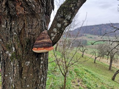 Fomitopsis pinicola in Trautmannsdorf