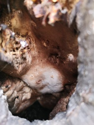 Wahrscheinlich ein verborgener Inonotus hispidus im Spechtloch