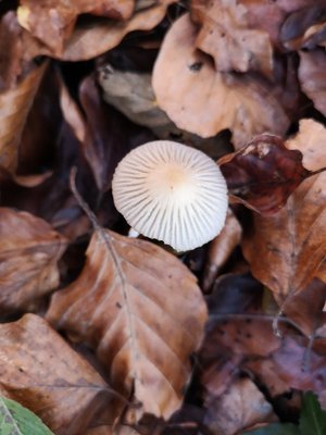 Coprinopsis hiascens