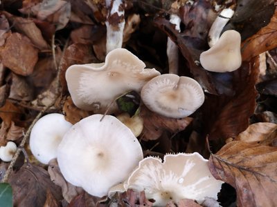 Clitocybe fragrans