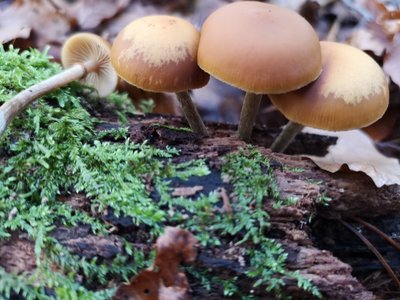 Galerina marginata