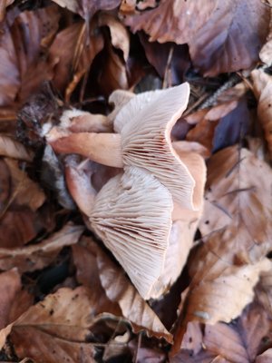 Lactarius tabidus