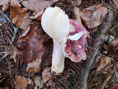 Russula badia