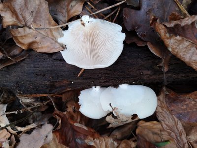 Crepidotus mollis