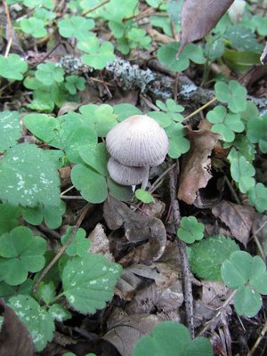 Coprinus hiascens bei Weide