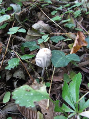 Coprinus hiascens bei Weide