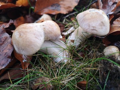 Cortinarius unter Buche<br />Cortinarius unter Buche