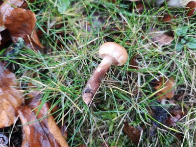 Cortinarius unter Buche