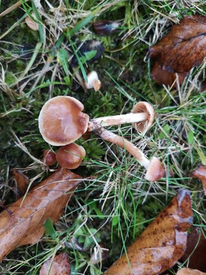 Cortinarius unter Buche