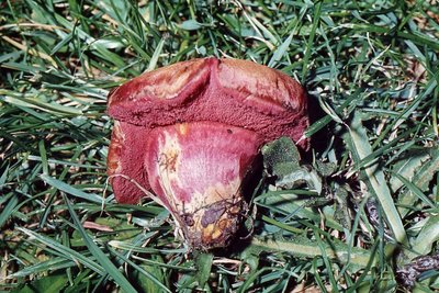 Chalciporus rubinus;Standortfoto;2.jpg