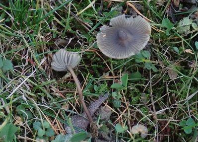 Garten;Mycena aetites;1.JPG