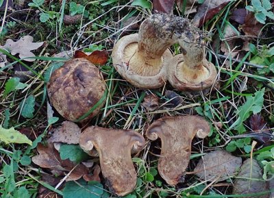 Garten;Paxillus involutus.JPG