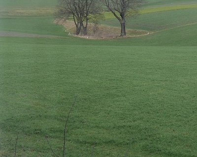 Ringe in Lindenbauernwiese.JPG