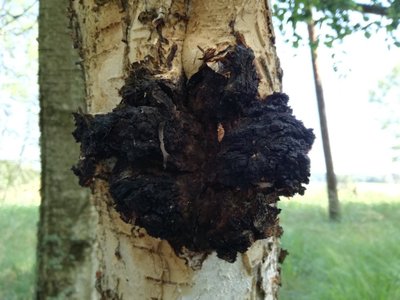 IMG_20170809_142500_Inonotus_obliquus_Chaga_Greilhuber.jpg (115.02 KiB) 73999 mal betrachtet Inonotus obliquus