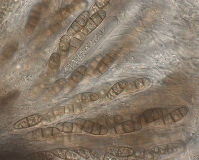 Aufnahme-1726_comp.jpg (106.8 KiB) 52818 mal betrachtet Hysterium pulicare