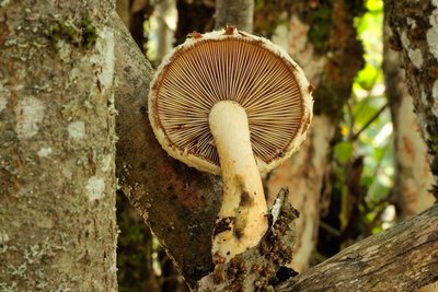 2017-08-29-Hörfeld-Moor-034 - Hemipholiota heteroclita.jpg