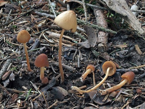 Conocybe juniana.jpg