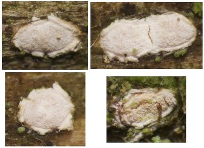 Propolis rhodoleuca, 6.V.2016-1.jpg