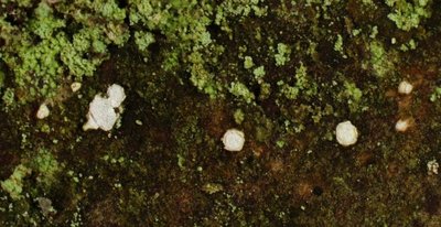 propolis rhodoleuca, 30-III.2018-1.jpg