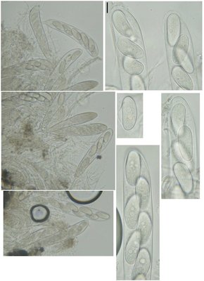 Propolis hillmanniana, 6.V.2016.jpg