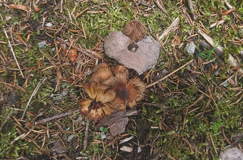 inocybe-cf-assimilata.jpg