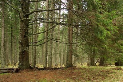 Pholiota scamba (Habitat).jpg