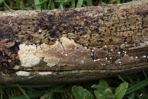 Radulomyces_rickii_Makroskopie01.jpg