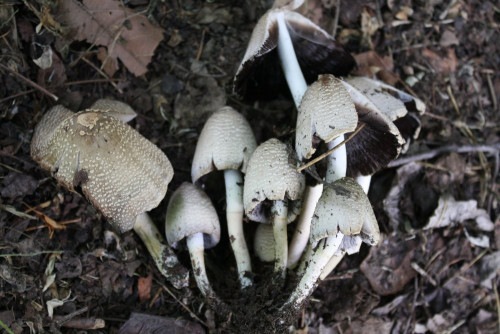 Coprinus strossmayeri Brandstätter IMG_6457.JPG