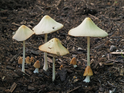 Conocybe hornana.jpg