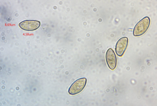 Simocybe reducta;Sporen;Obj.100 Öl.jpg