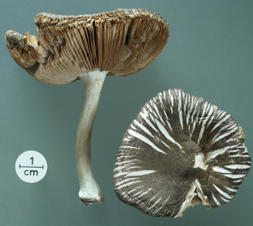 Pluteus ephebeus;Studio.JPG