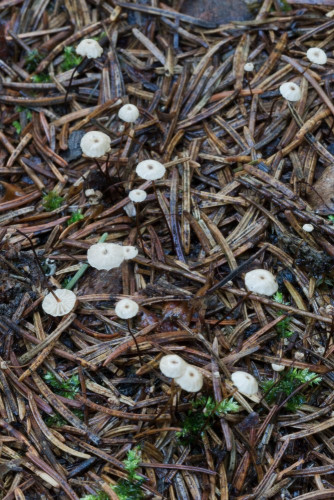 Tricholomataceae_Marasmius wettsteinii cf 1-2.jpg