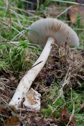 Amanitaceae_Amanita fulva cf 2-2.jpg