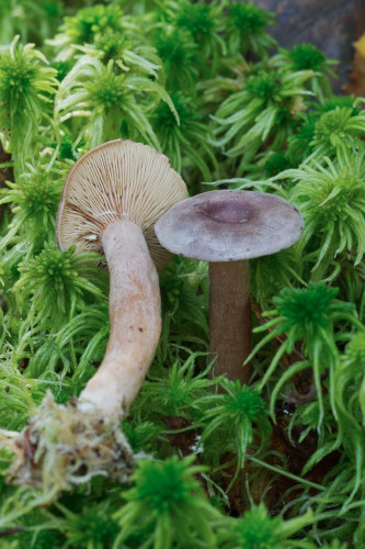 Russulaceae_Lactarius mammosus 1-2.jpg