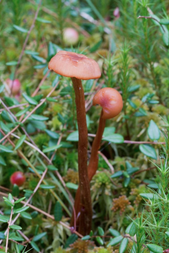 Tricholomataceae_Laccaria proxima 1-2.jpg