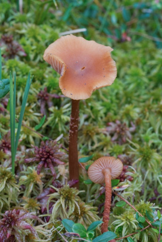 Tricholomataceae_Laccaria proxima 2-2.jpg