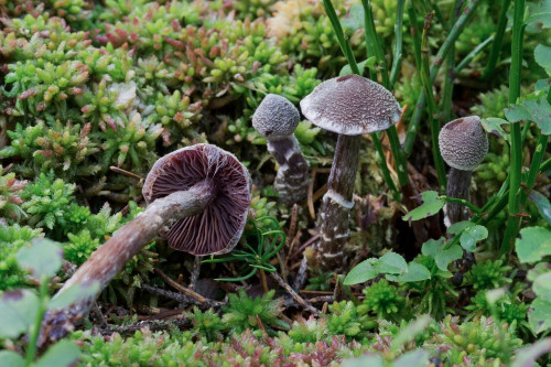 Cortinariaceae_Cortinarius flexipes agg 1-2.jpg