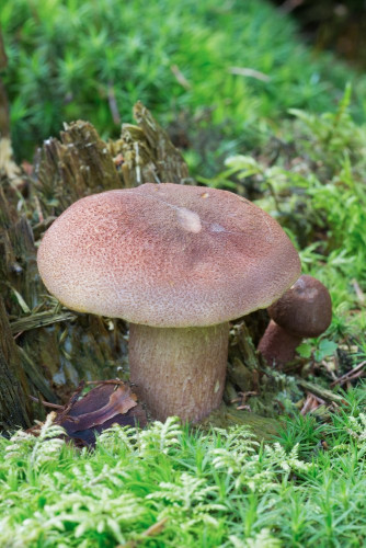 Tricholomataceae_Tricholomopsis rutilans 1-2.jpg