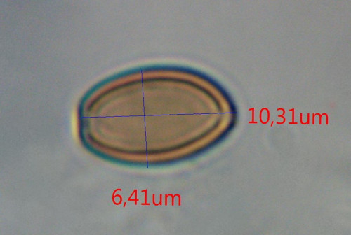 Bolbitius variicolor;Spore;Obj.100x.jpg